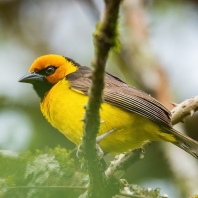 snovač brýlový - Ploceus ocularis