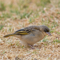 snovač černolící - Ploceus baglafecht