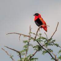 snovač oranžový - Euplectes franciscanus