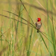 snovač rudohlavý - Quelea erythrops