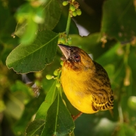 snovač žlutavý - Ploceus vitellinus