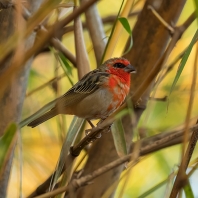 snovatec madagaskarský - Foudia madagascariensis