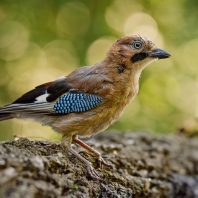 sojka obecná - Garrulus glandarius