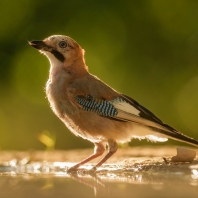 sojka obecná - Garrulus glandarius