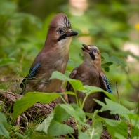 sojka obecná - Garrulus glandarius