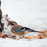 sojka obecná - Garrulus glandarius