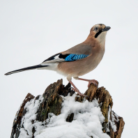 sojka obecná - Garrulus glandarius