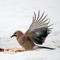 sojka obecná - Garrulus glandarius