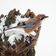 sojka obecná - Garrulus glandarius
