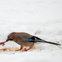 sojka obecná - Garrulus glandarius