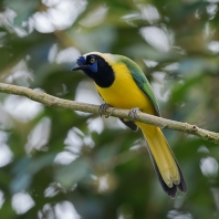 sojka zelenavá - Cyanocorax yncas