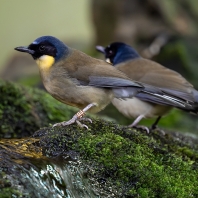 sojkovec modrohlavý - Pterorhinus courtoisi