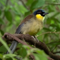 sojkovec modrohlavý - Pterorhinus courtoisi