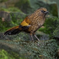 sojkovec šupinkatý - Trochalopteron...