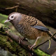 sojkovec vlnkohřbetý - Ianthocincla...