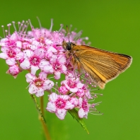 soumračník čárečkovaný - Thymelicus...