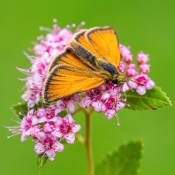 soumračník čárečkovaný - Thymelicus...