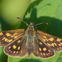 soumračník jitrocelový - Carterocephalus palaemon