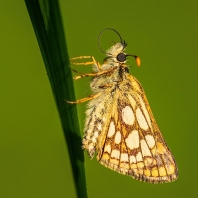 soumračník jitrocelový - Carterocephalus...