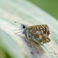 soumračník kruhoskvrnný - Spialia orbifer