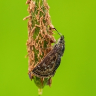 soumračník máčkový - Erynnis tages