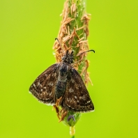 soumračník máčkový - Erynnis tages