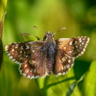 soumračník podobný - Pyrgus armoricanus