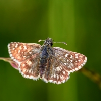 soumračník podobný - Pyrgus armoricanus