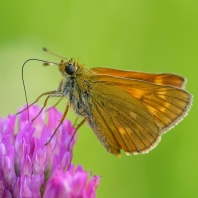 soumračník rezavý - Ochlodes sylvanus