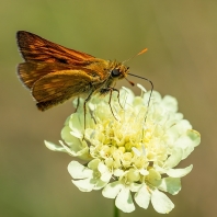 soumračník rezavý - Ochlodes sylvanus
