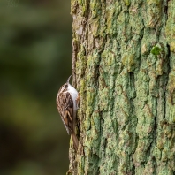 šoupálkovití - Certhiidae