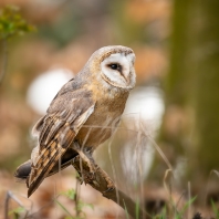 sova pálená - Tyto alba