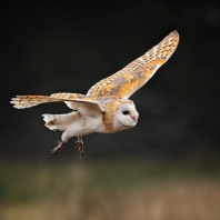 sova pálená - Tyto alba