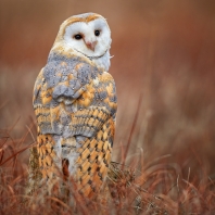 sova pálená - Tyto alba