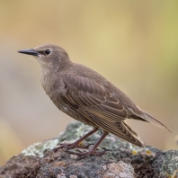 špaček obecný - Sturnus vulgaris