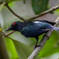 špaček rudooký - Aplonis panayensis