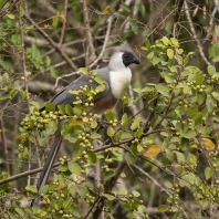 sparák naholící - Crinifer personatus