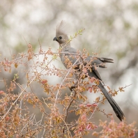 sparák šedý - Corythaixoides concolor