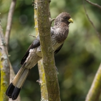 sparák žíhaný - Crinifer zonurus