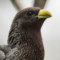 sparák žíhaný - Crinifer zonurus