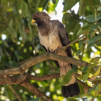 sparák žíhaný - Crinifer zonurus