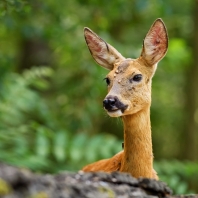 srnec obecný - Capreolus capreolus