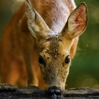 srnec obecný - Capreolus capreolus