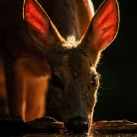 srnec obecný - Capreolus capreolus