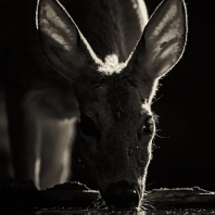 srnec obecný - Capreolus capreolus