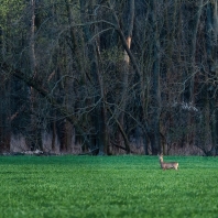 srnec obecný - Capreolus capreolus