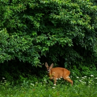 srnec obecný - Capreolus capreolus