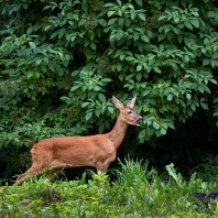 srnec obecný - Capreolus capreolus