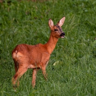 srnec obecný - Capreolus capreolus