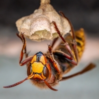 sršeň obecná - Vespa crabro